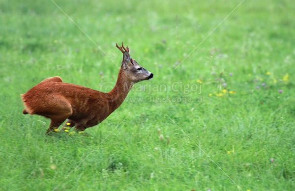 Klikni za ogled večje slike