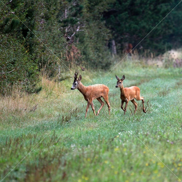 Klikni za ogled večje slike