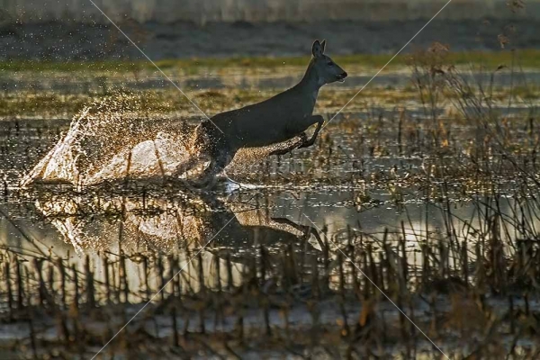 Klikni za ogled večje slike