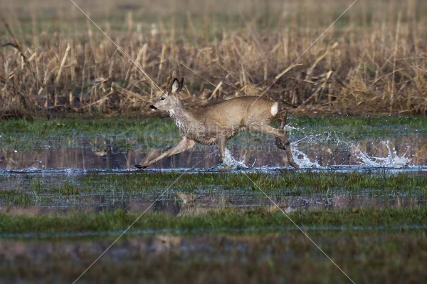 Klikni za ogled večje slike