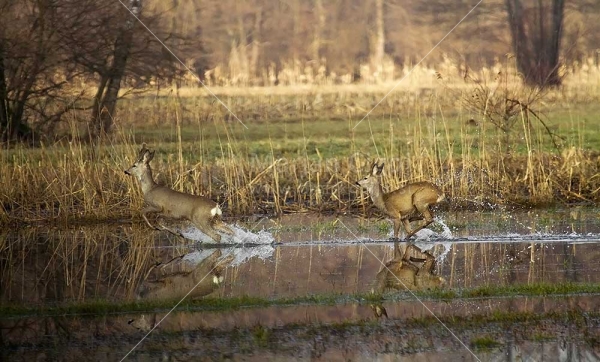 Klikni za ogled večje slike