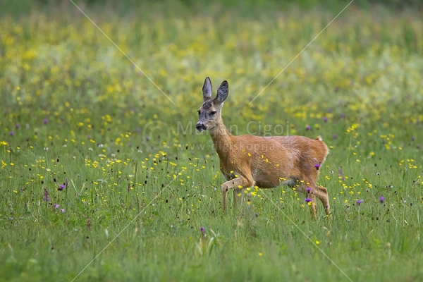Klikni za ogled večje slike
