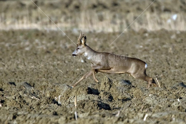Klikni za ogled večje slike
