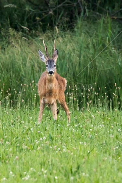 Klikni za ogled večje slike