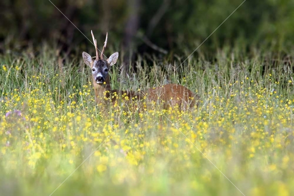 Klikni za ogled večje slike