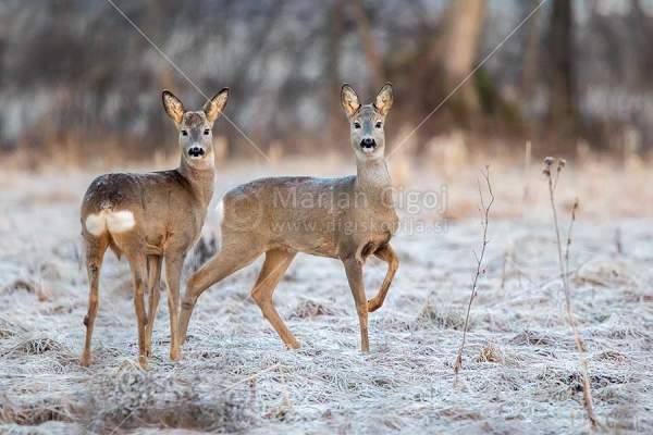 Klikni za ogled večje slike