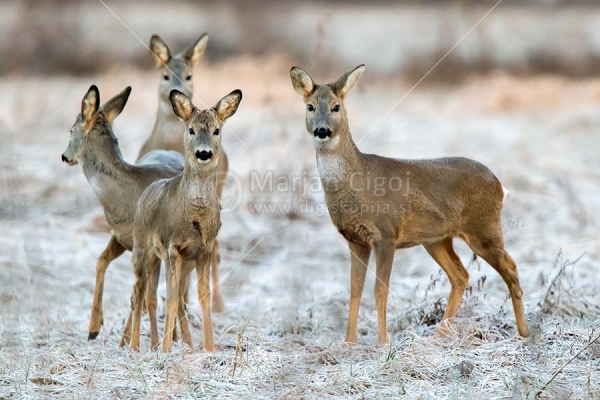 Klikni za ogled večje slike
