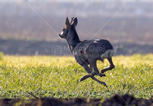 Klikni za ogled večje slike