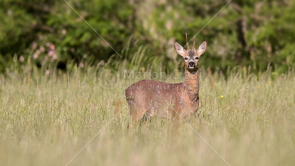 Klikni za ogled večje slike