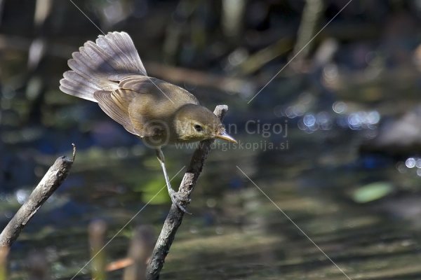 Klikni za ogled večje slike