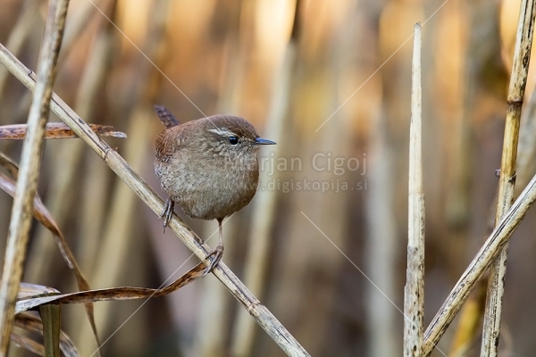 Klikni za ogled večje slike