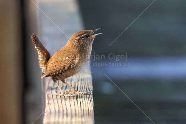 Klikni za ogled večje slike