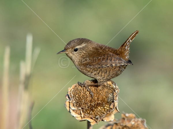 Klikni za ogled večje slike