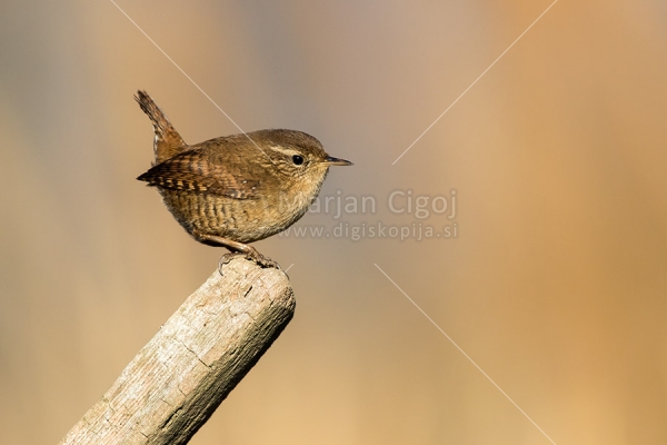 Klikni za ogled večje slike