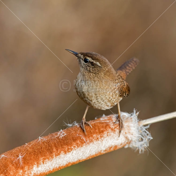 Klikni za ogled večje slike
