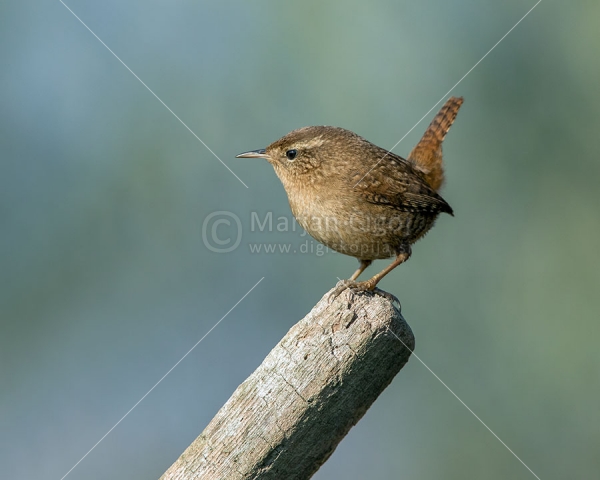 Klikni za ogled večje slike