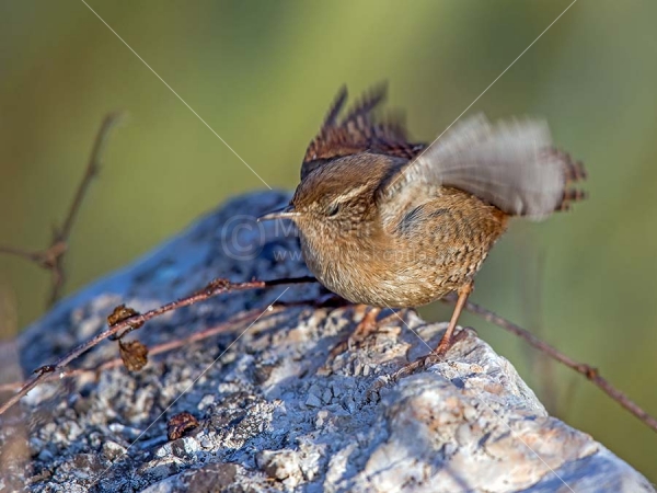 Klikni za ogled večje slike
