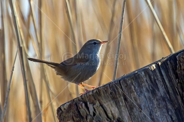 Klikni za ogled večje slike