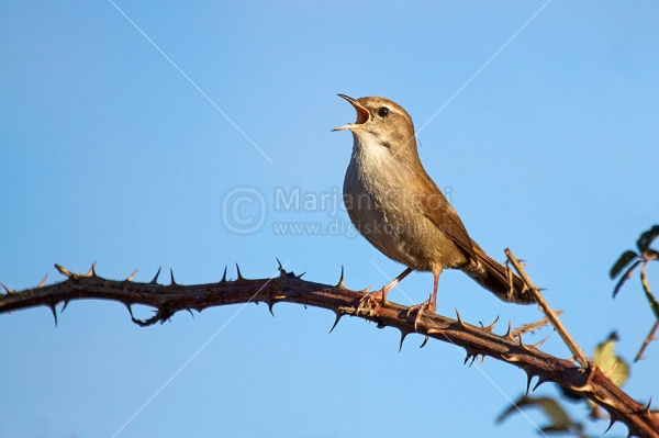 Klikni za ogled večje slike