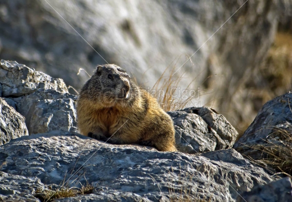Klikni za ogled večje slike
