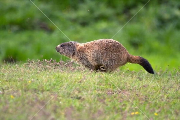 Klikni za ogled večje slike