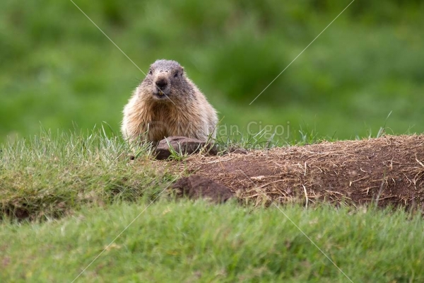 Klikni za ogled večje slike