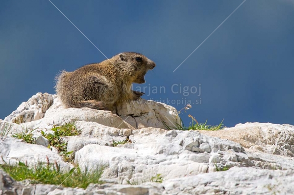 Klikni za ogled večje slike