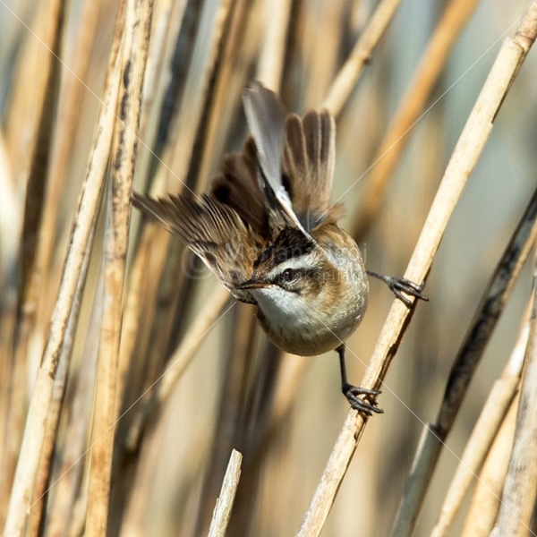 Klikni za ogled večje slike