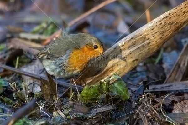 Klikni za ogled večje slike