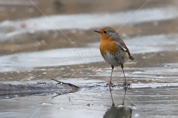 Klikni za ogled večje slike