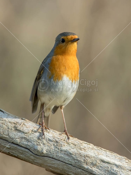 Klikni za ogled večje slike