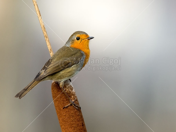 Klikni za ogled večje slike