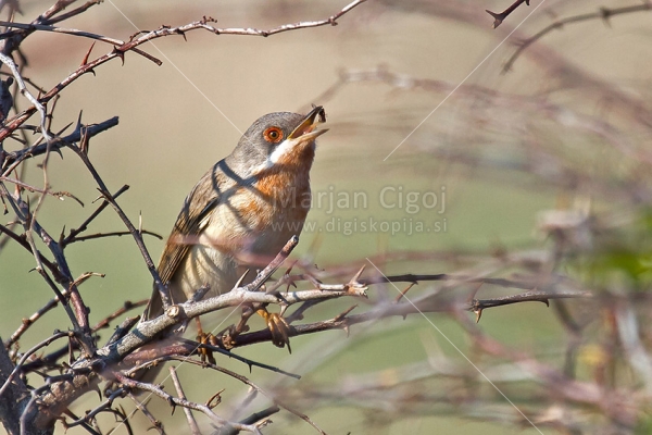 Klikni za ogled večje slike