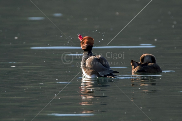 Klikni za ogled večje slike