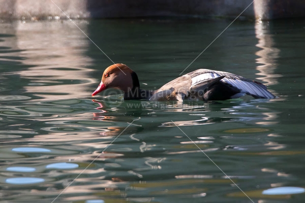 Klikni za ogled večje slike