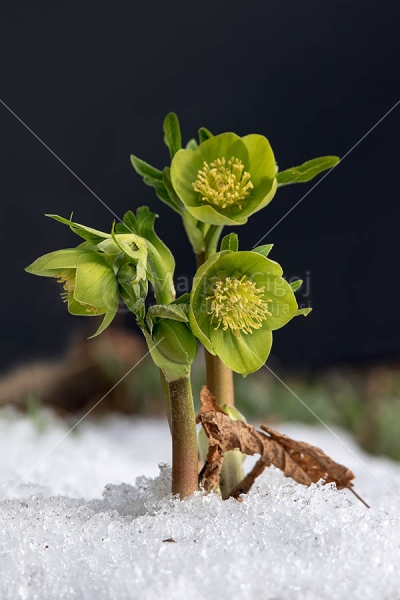 Klikni za ogled večje slike