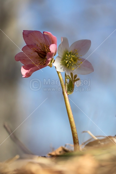 Klikni za ogled večje slike