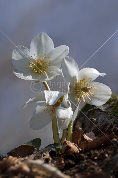 Klikni za ogled večje slike