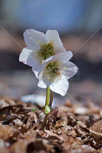Klikni za ogled večje slike