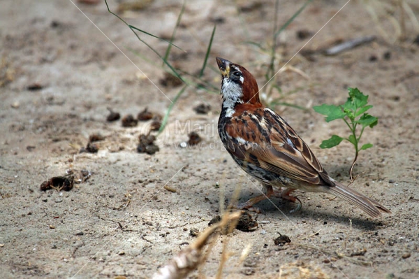 Klikni za ogled večje slike
