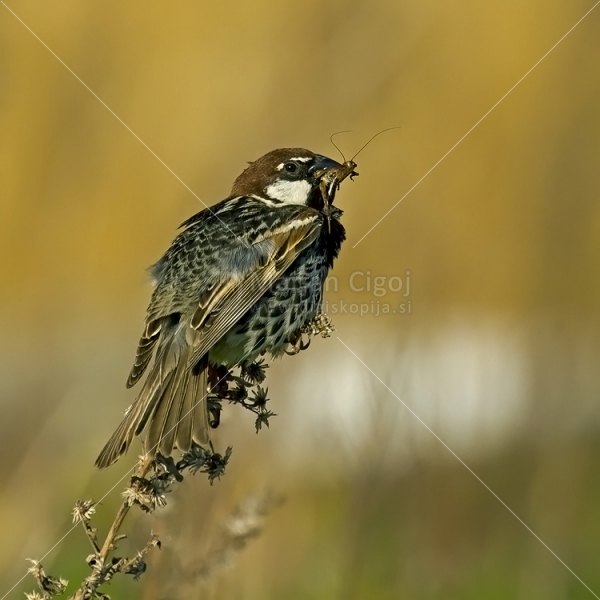 Klikni za ogled večje slike