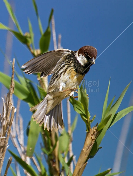 Klikni za ogled večje slike