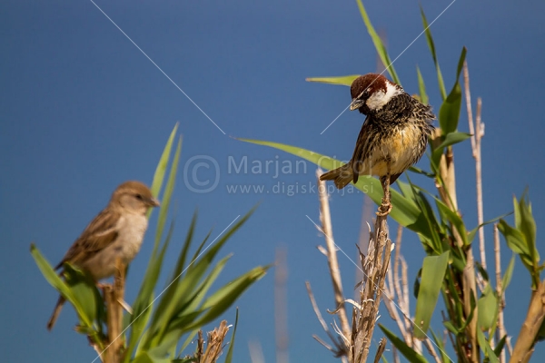 Klikni za ogled večje slike
