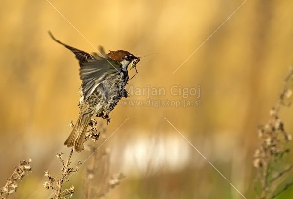Klikni za ogled večje slike