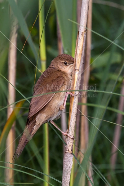 Klikni za ogled večje slike