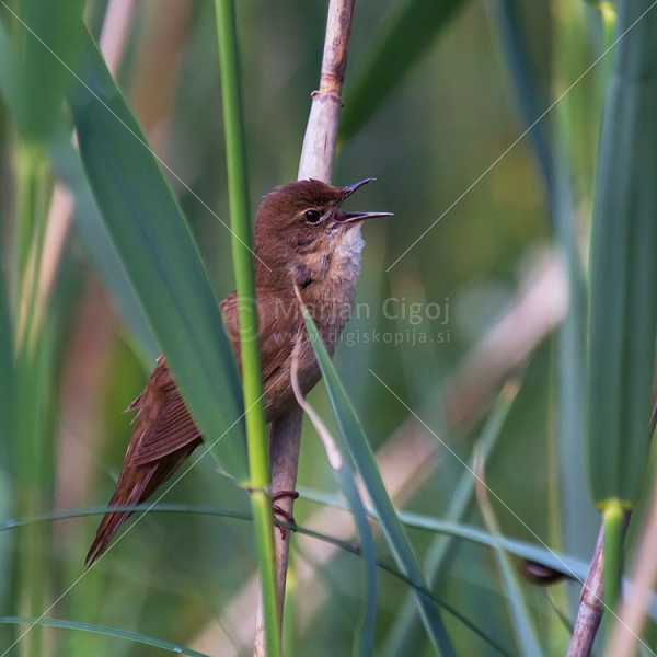 Klikni za ogled večje slike