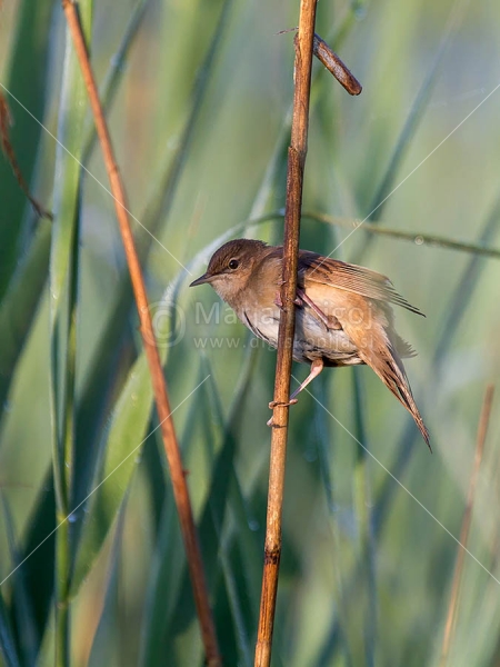 Klikni za ogled večje slike