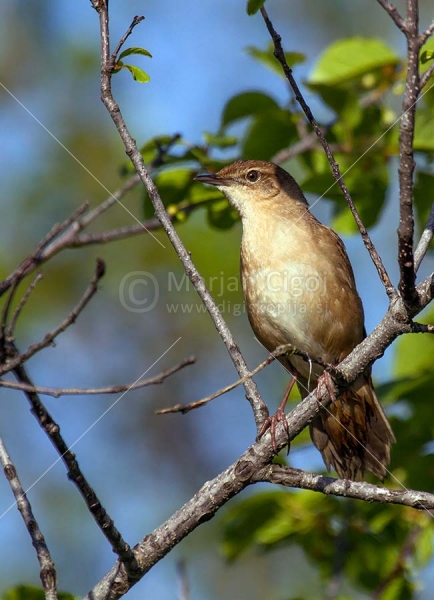 Klikni za ogled večje slike