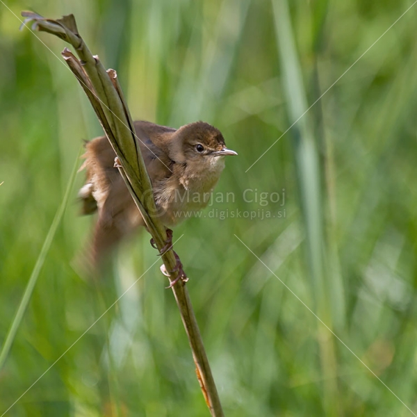 Klikni za ogled večje slike