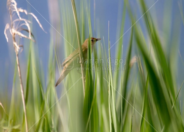 Klikni za ogled večje slike